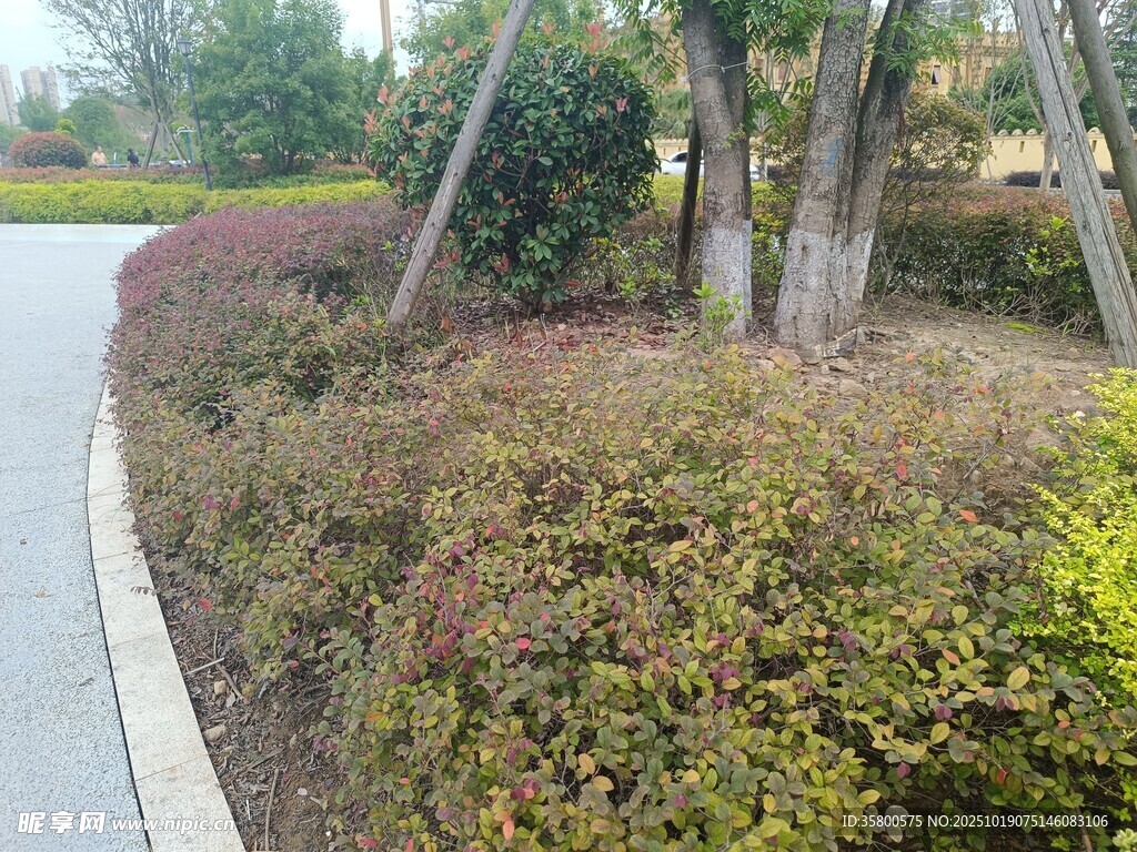 路边多彩灌木丛景观