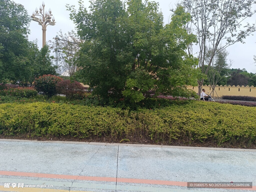 路边绿植景观