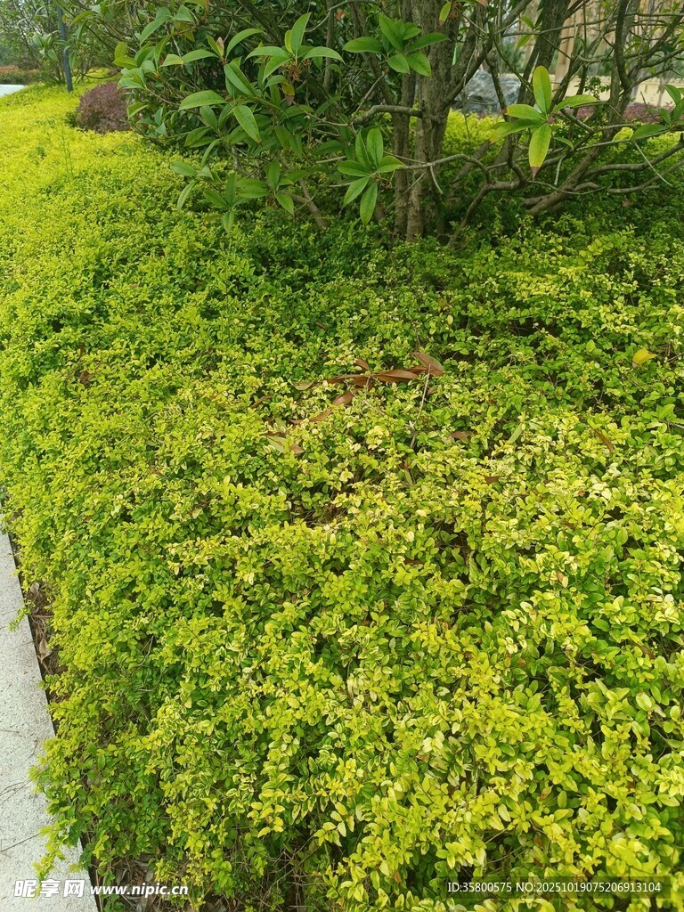 绿意盎然的路边灌木丛