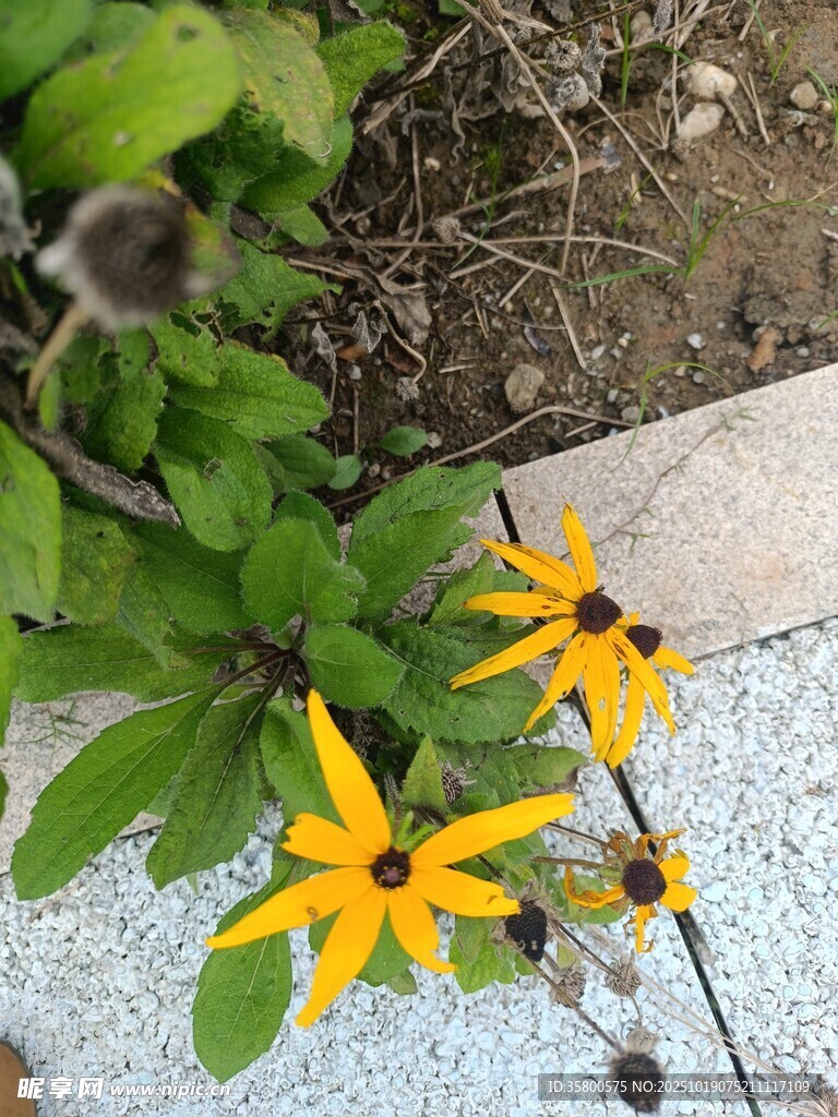 路边绽放的黄色小花