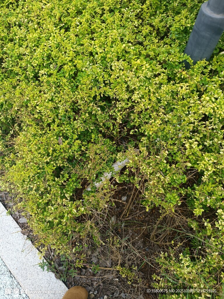 翠绿灌木丛中的生机景象
