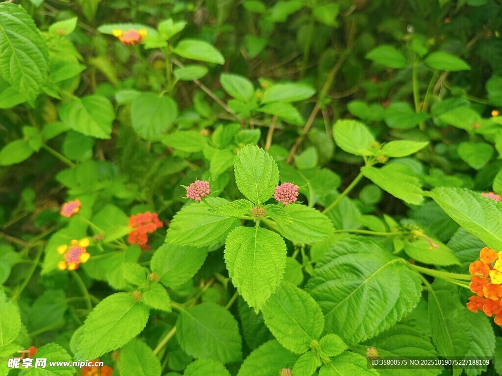 绿叶丛中的鲜艳小花