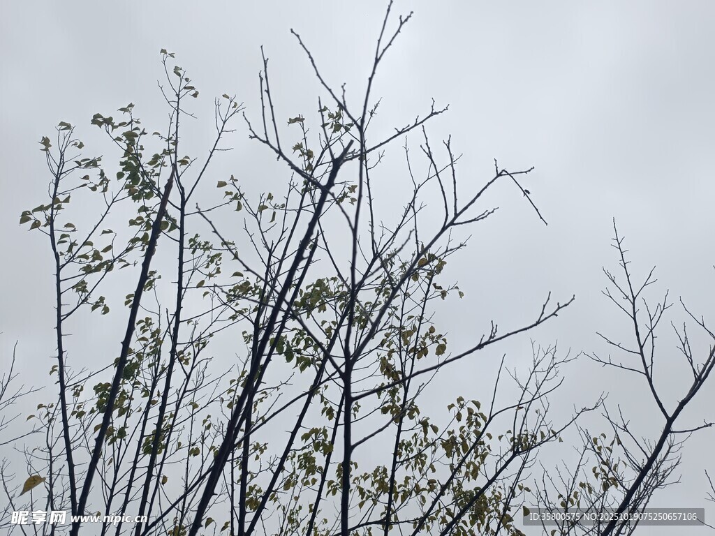 枯枝在灰白天空下挺立