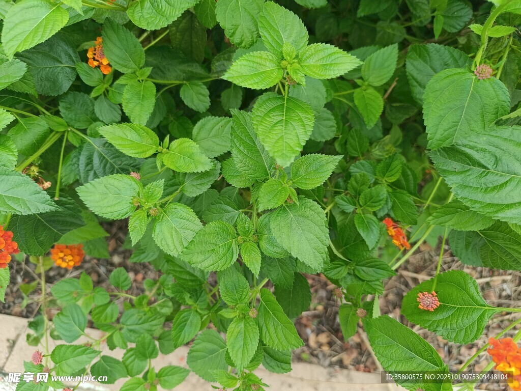 绿叶间的橙色小花