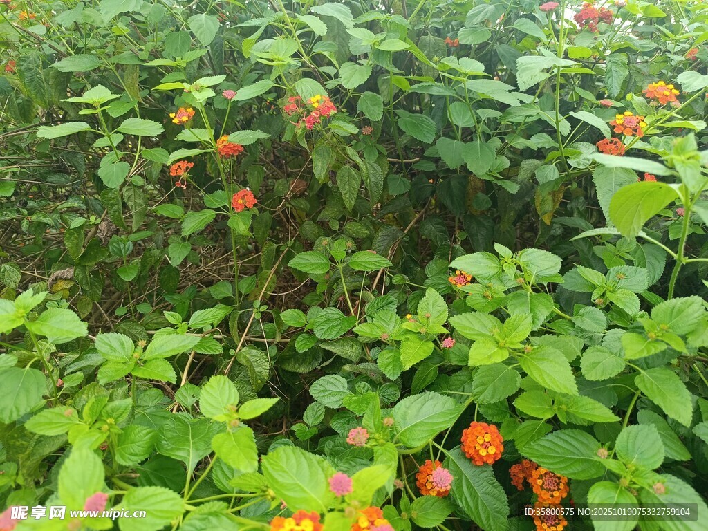 绿叶间的橙红果实