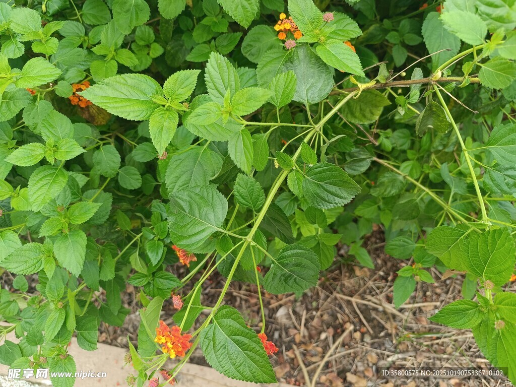 绿叶间的橙色小花