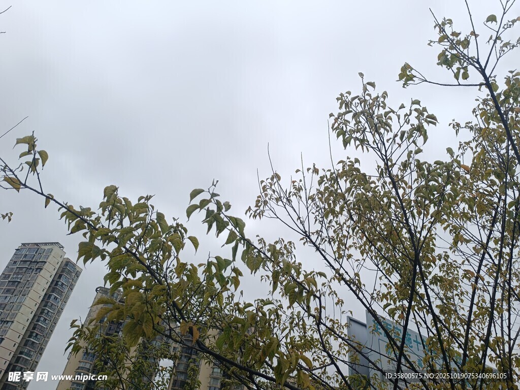 城市中枝叶繁茂的绿树