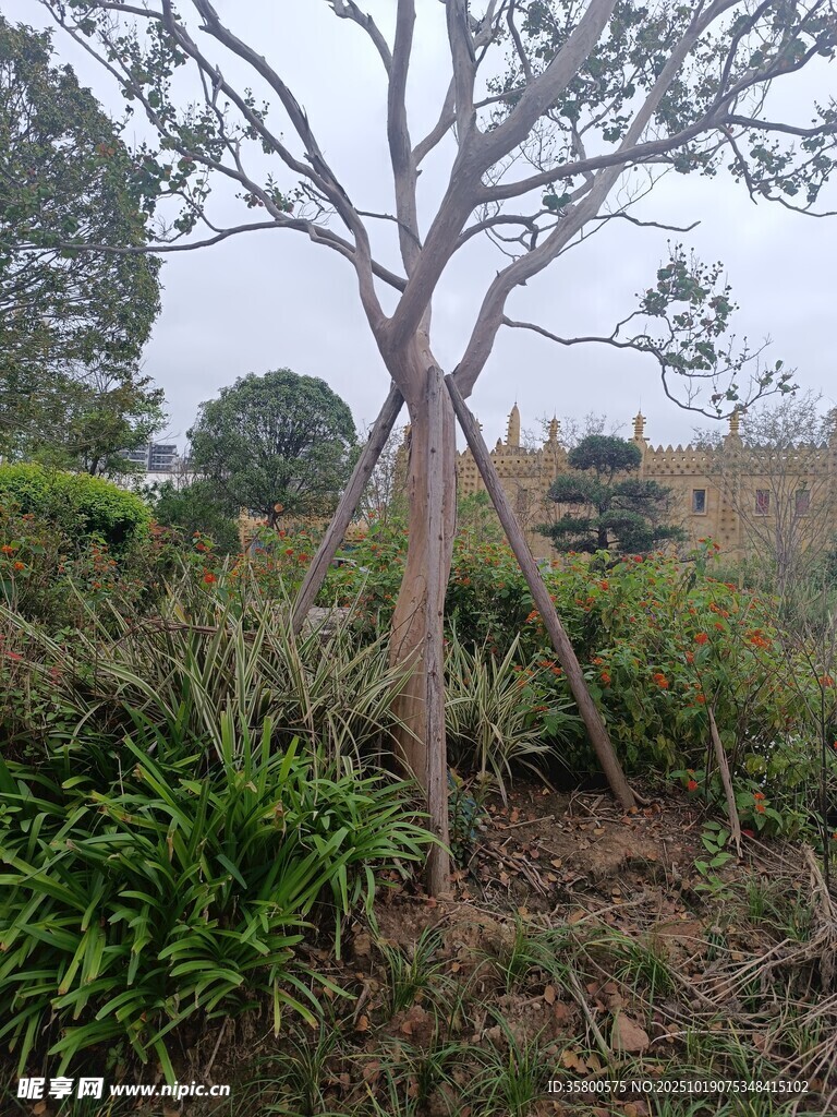 单株树木于绿植环绕间