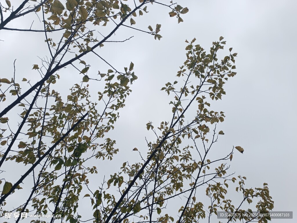 枝头繁花映灰白天空