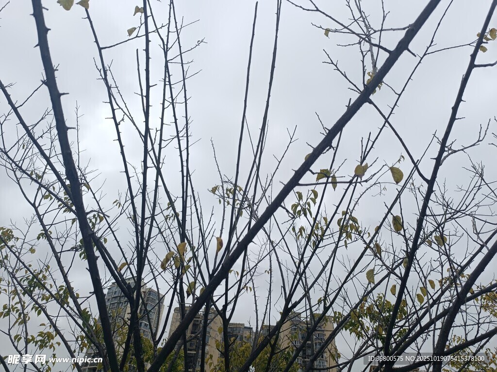 光秃树枝与朦胧天空