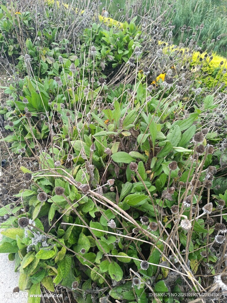 野外繁茂绿植景观