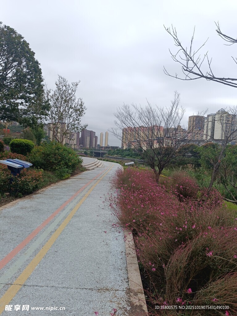 城市小径旁的多彩植物景观