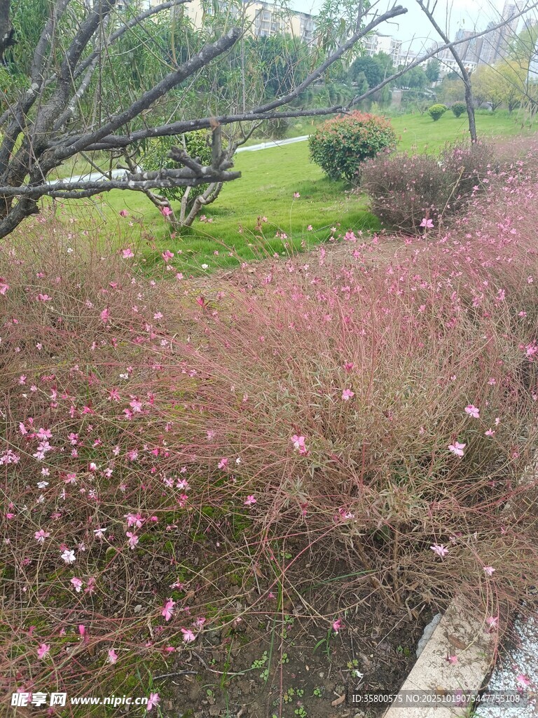 春日烂漫花丛景观