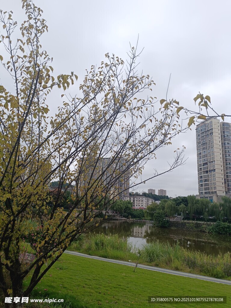 城市河畔的绿树与高楼
