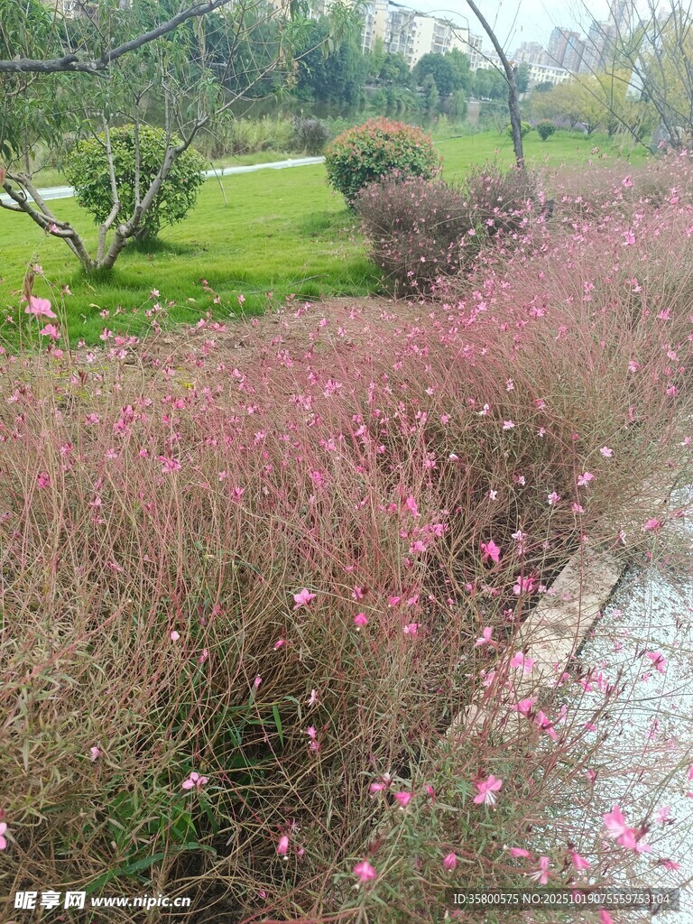 粉色花丛旁的清幽小径