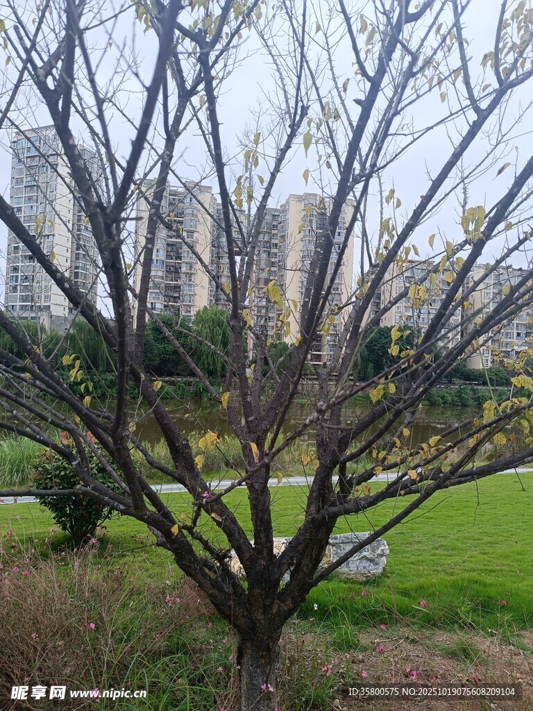 公园中光秃树木与草地景观