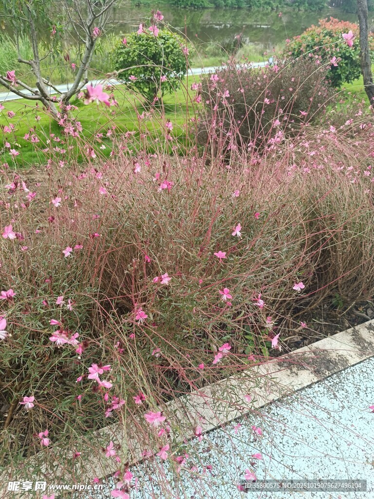 路边盛放的粉色花卉