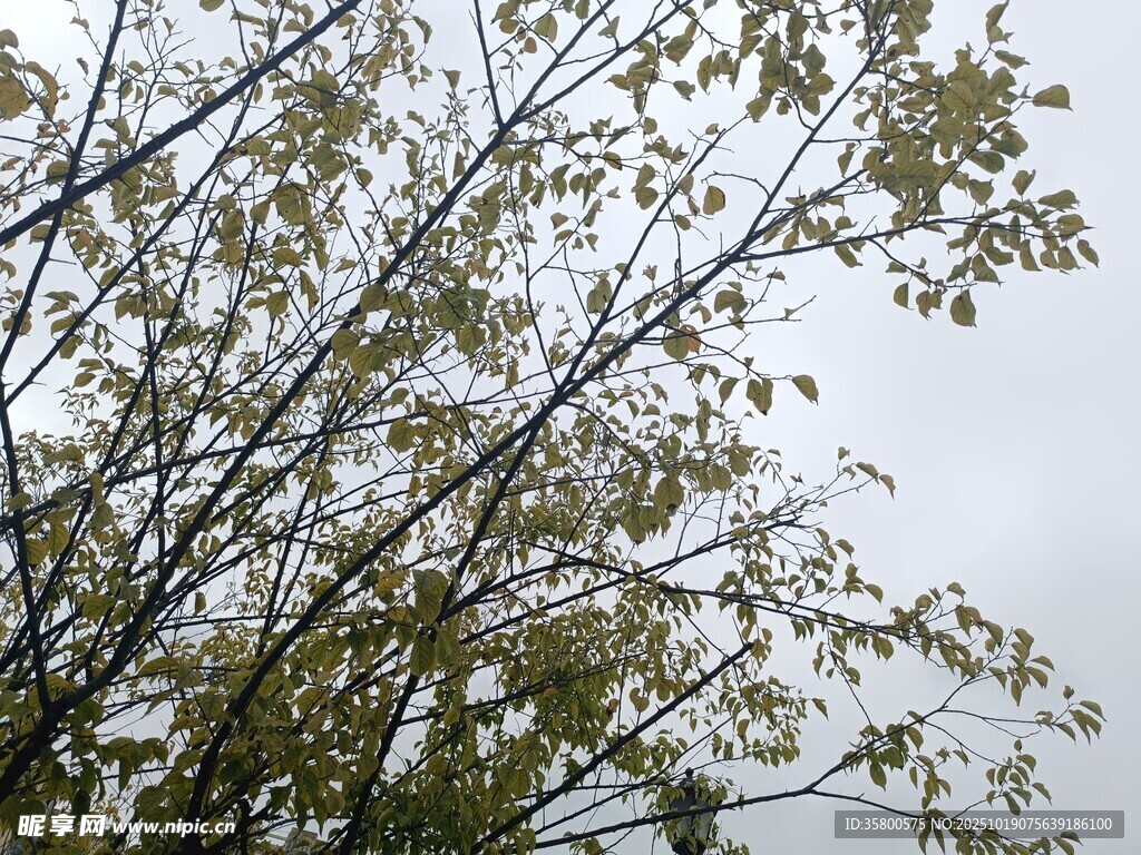 枝头绿叶映灰白天空