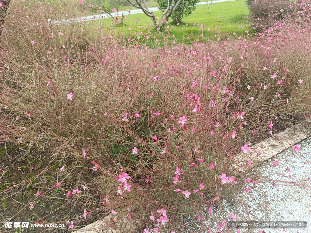粉色花丛装点的户外景致
