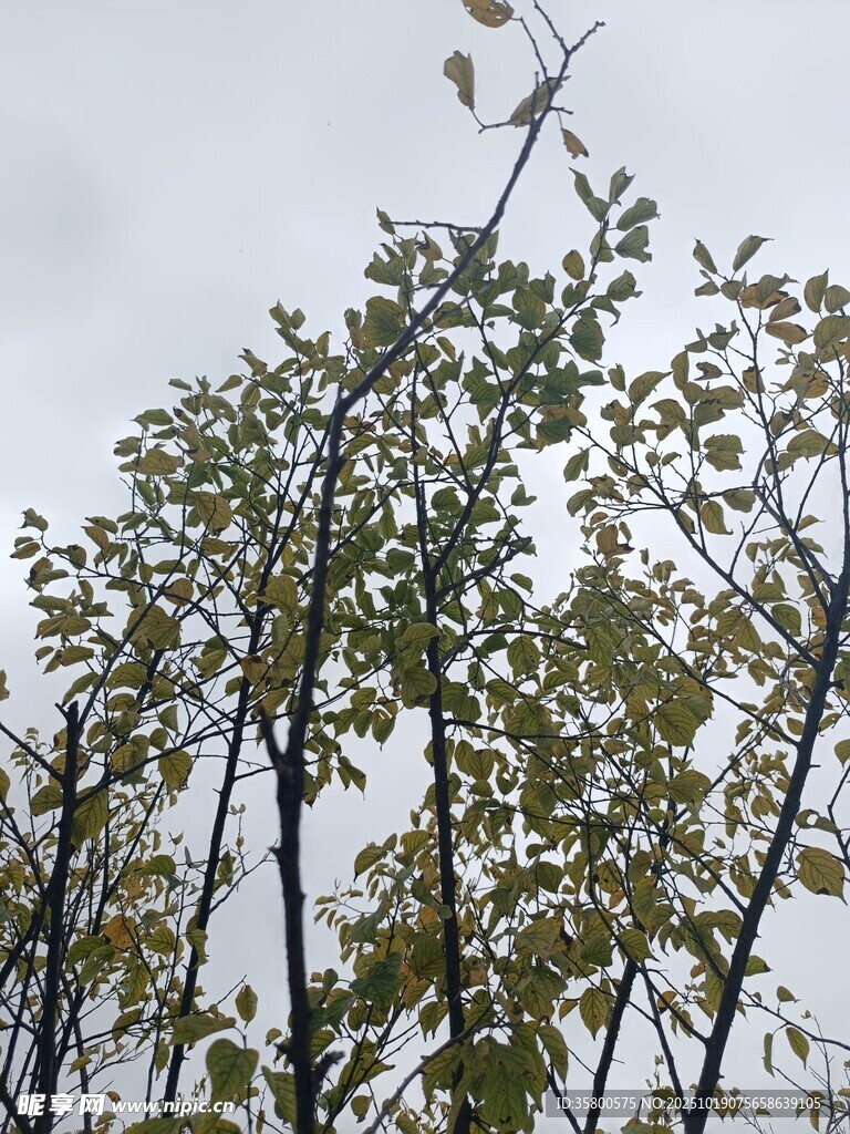 秋日树林树梢风景