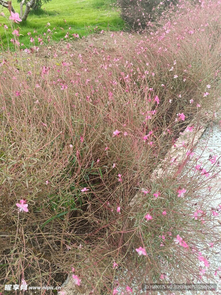 粉色小花丛