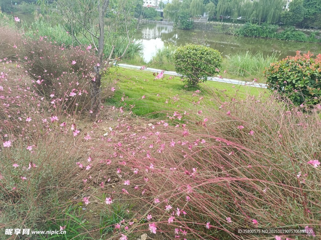 粉黛乱子草的美丽景观