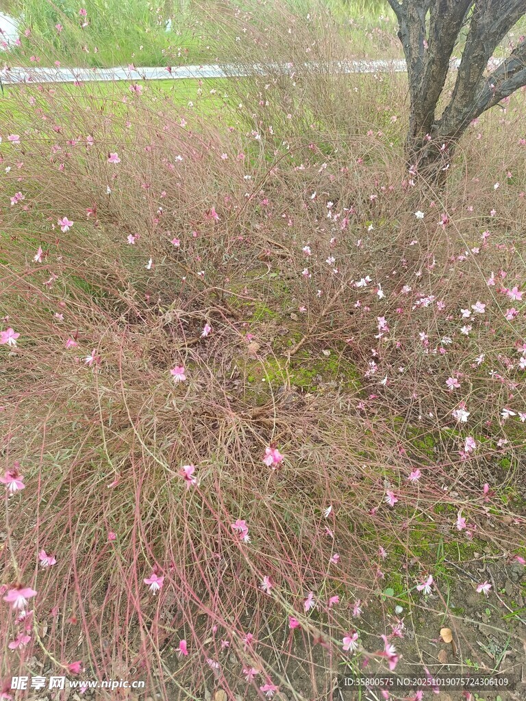 草丛中的粉色小花