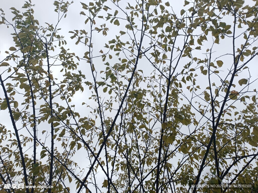 枝叶繁茂的树木景观