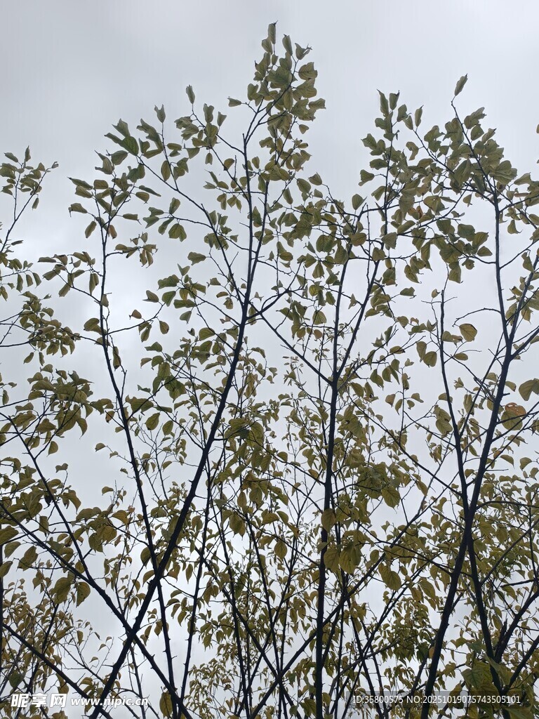 枝头嫩叶映灰白天空
