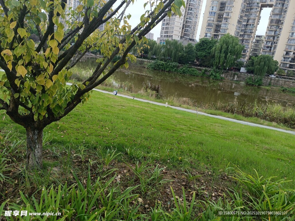 湖畔绿树草地城市风光