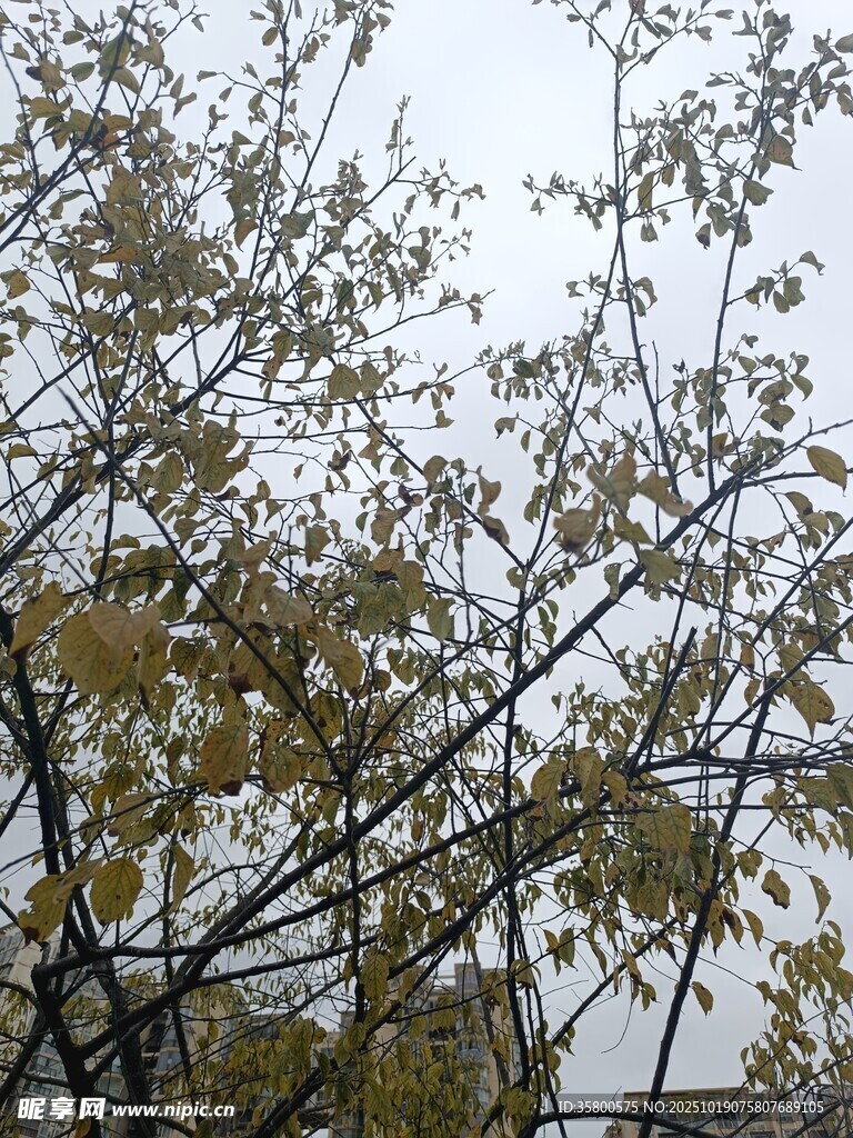 秋日枝头景象