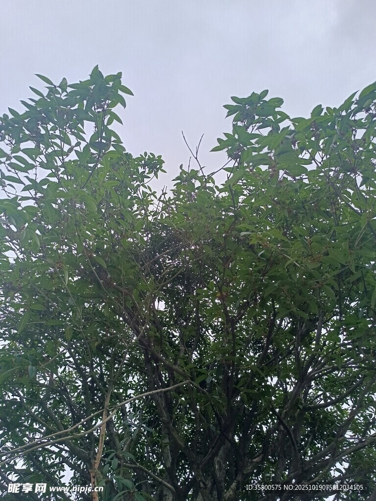茂密绿树 