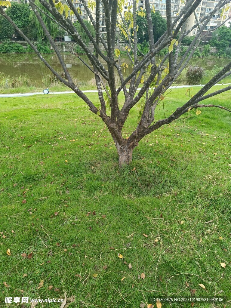 草地中的孤树