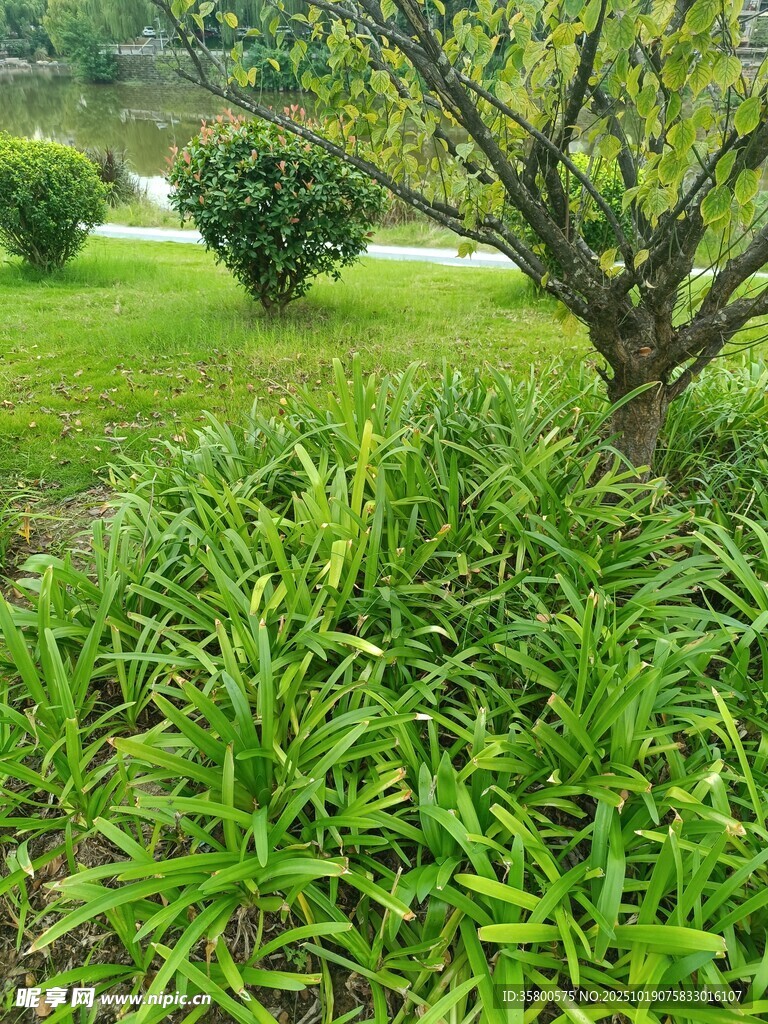 绿意盎然的草地与树木景观