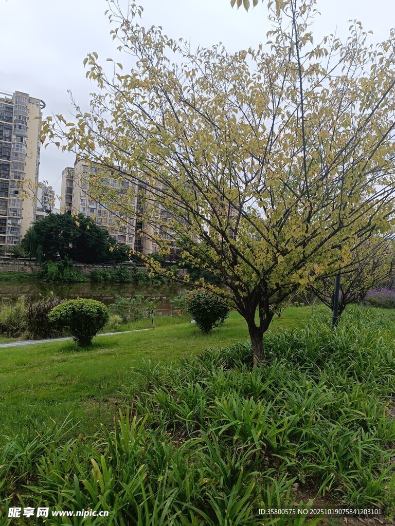 城市公园中的繁花绿树
