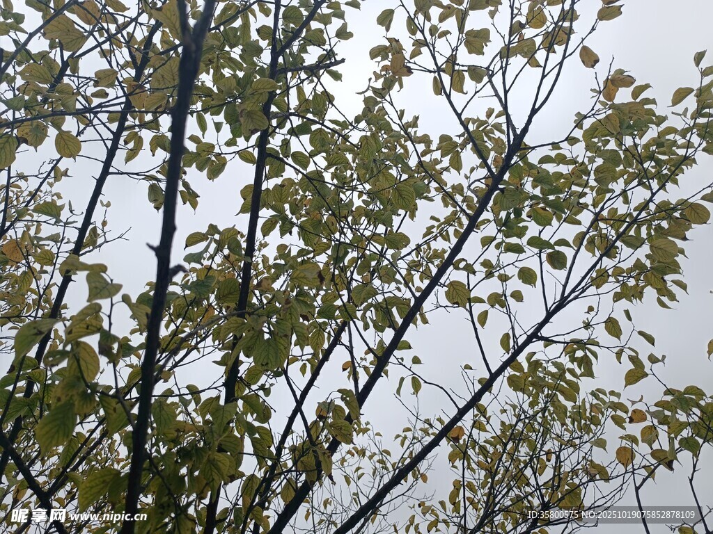 枝头绿叶 