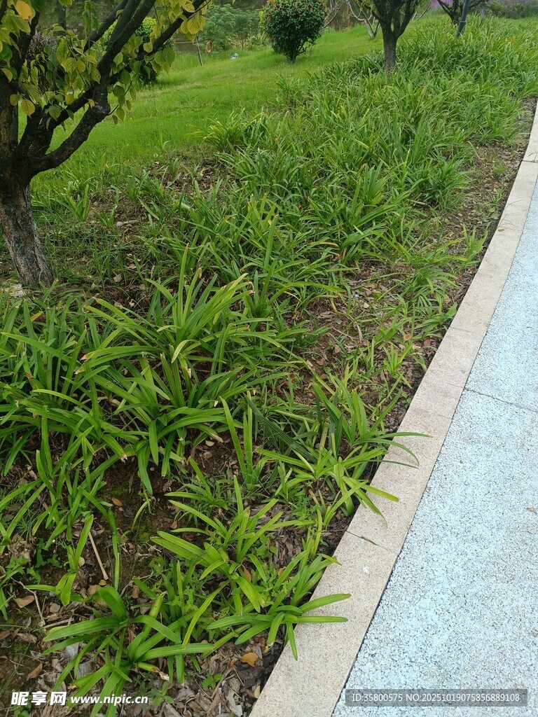 路边嫩绿草丛景观