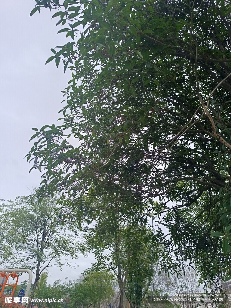 户外绿树景致