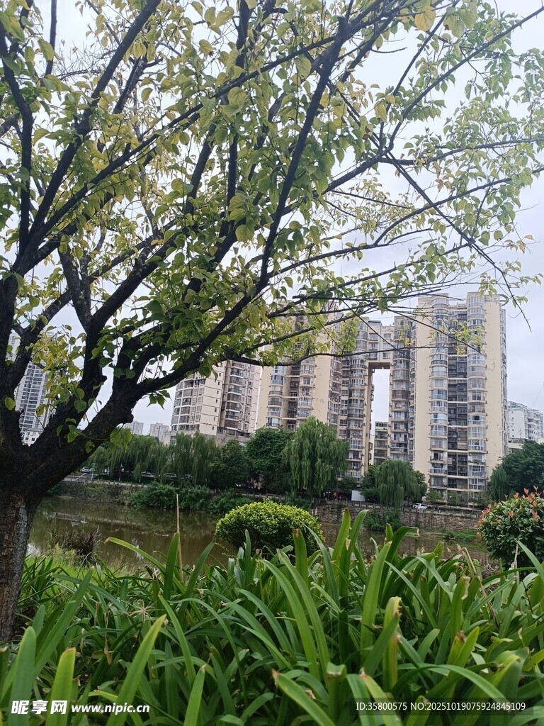 城市中繁花盛开的树木