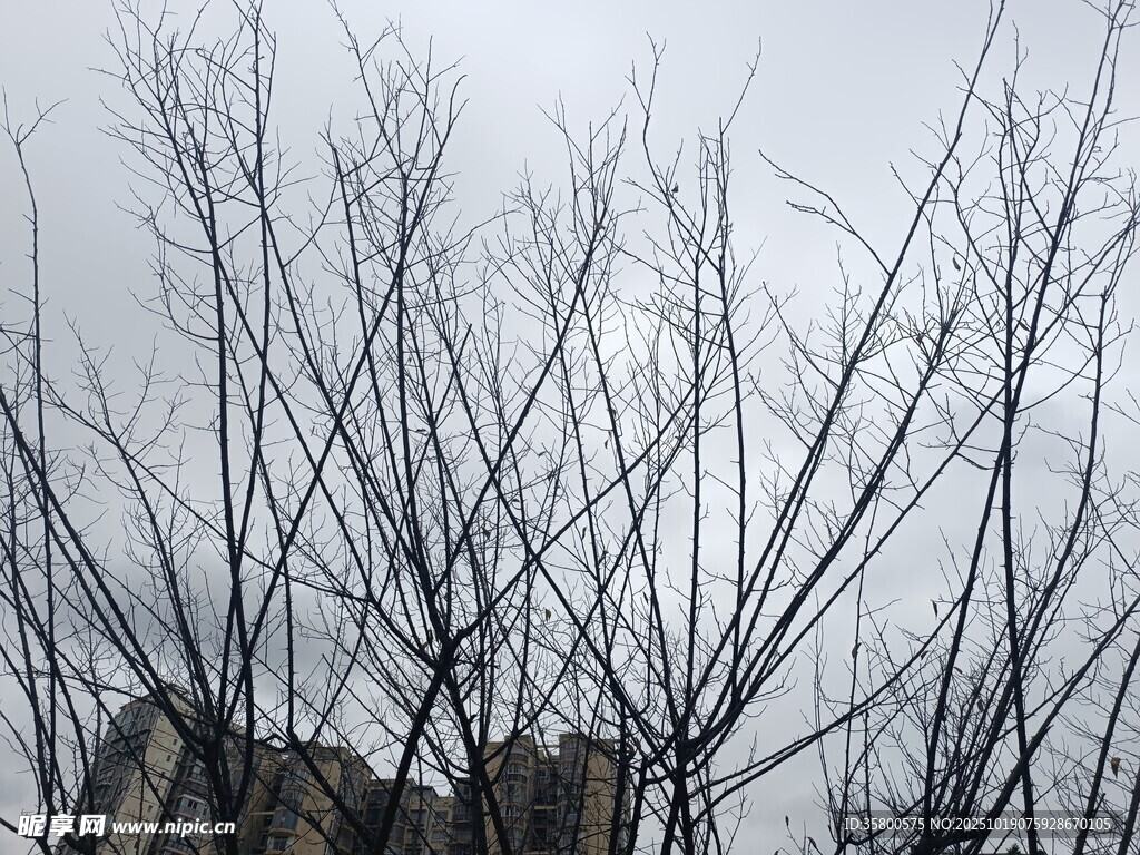 冬日枯树枝干景象