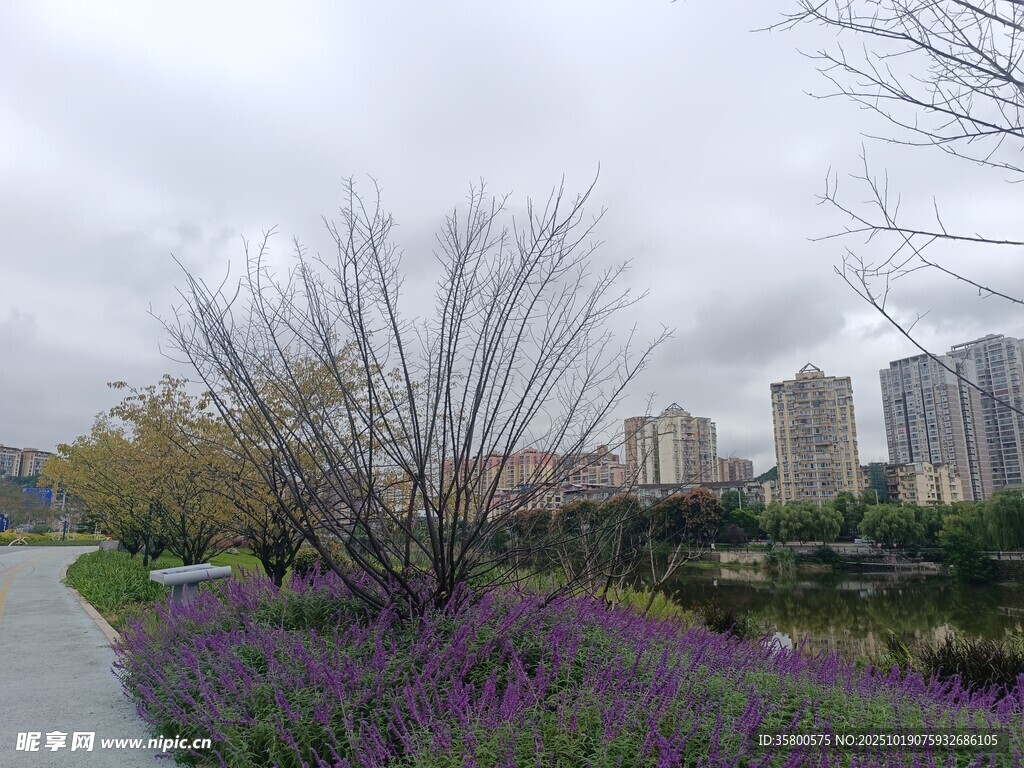 城市河畔紫色花丛景观