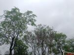 雨中树木景观