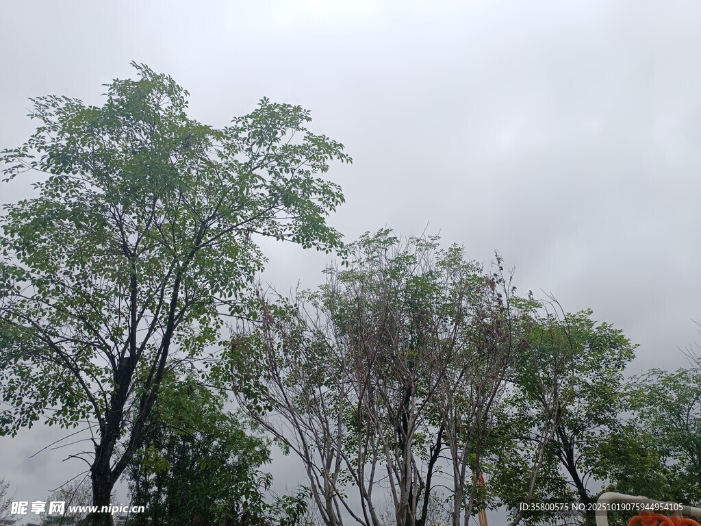 雨中树木景观