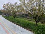 彩色步道旁的春日树木