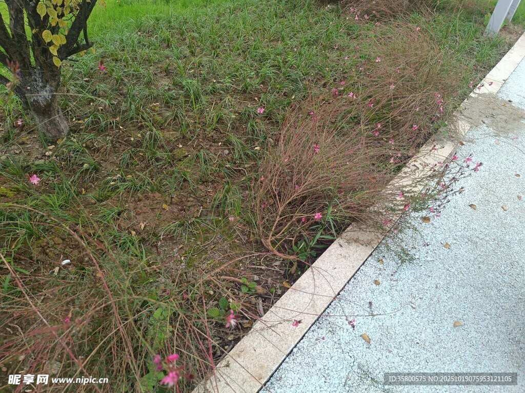 路边草丛景观