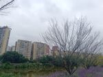 城市边的花草与高楼景观