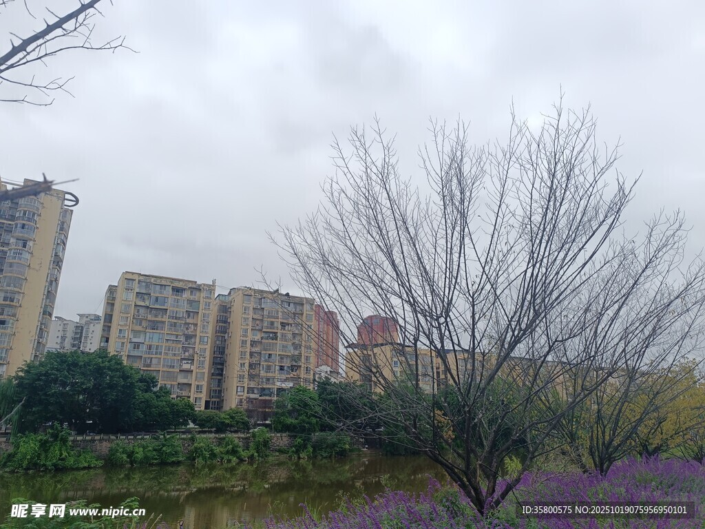城市边的花草与高楼景观