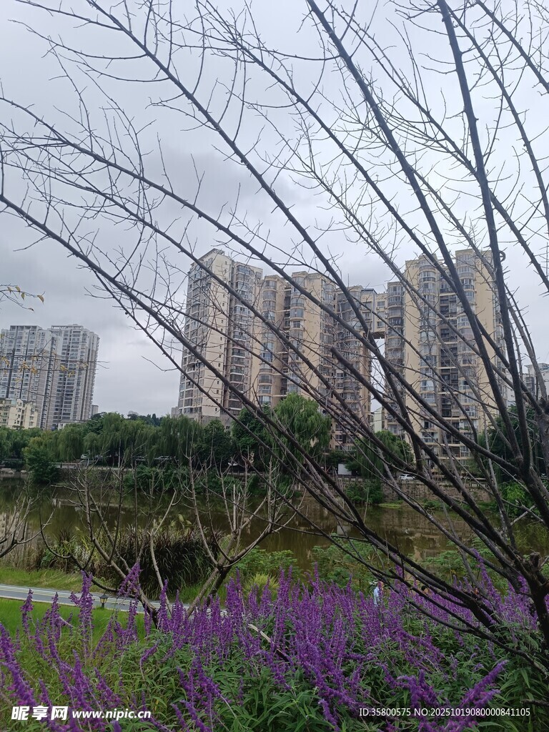 城市中绽放的紫色花卉景观