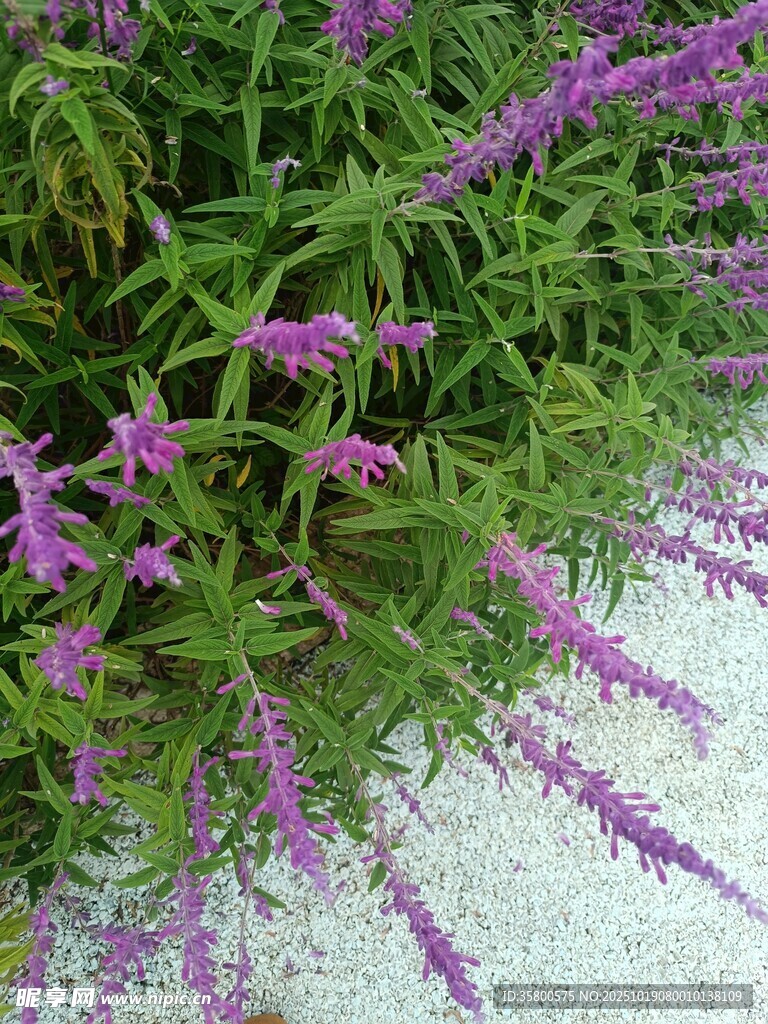 紫色花卉绿植特写