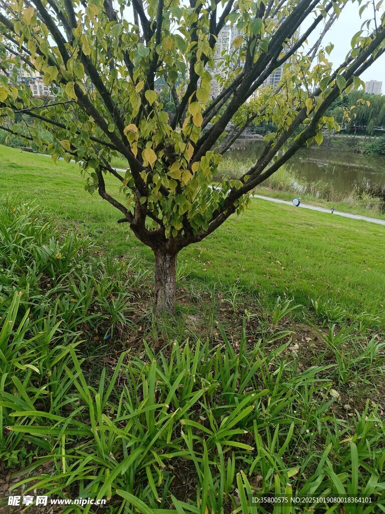 绿叶繁茂的树下绿植景观
